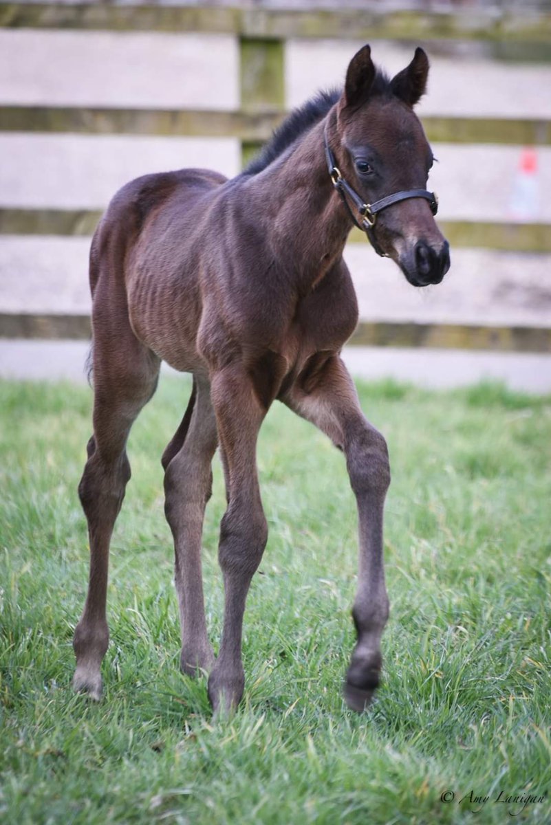 WatershipStud's tweet photo. TUESDAY TRIVIA π€―
Can you name the racehorse?
Whilst you're enjoying this unusually hot Spring weather, solve the riddle... we're not going to make it too easy, so this is your only clue π
πΈ: @amylanigan1
#BornRaisedandGrazed #BreedingSuccess https://t.co/2Yy0CpwOnz