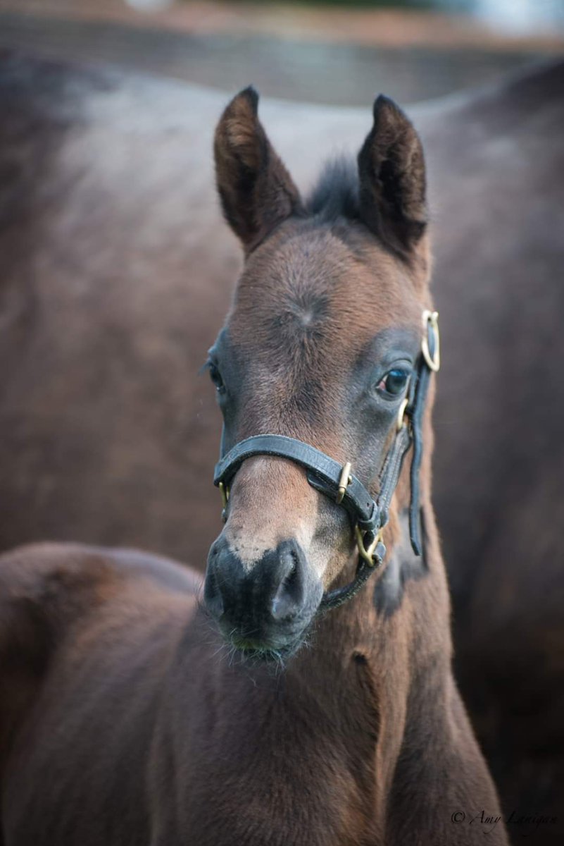 WatershipStud's tweet photo. TUESDAY TRIVIA π€―
Can you name the racehorse?
Whilst you're enjoying this unusually hot Spring weather, solve the riddle... we're not going to make it too easy, so this is your only clue π
πΈ: @amylanigan1
#BornRaisedandGrazed #BreedingSuccess https://t.co/2Yy0CpwOnz