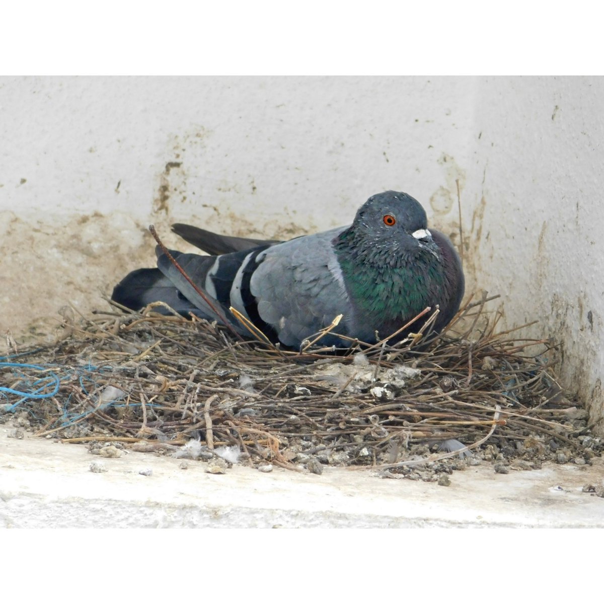 itszzzViru_13's tweet photo. #pigeon #closeupbirdeye #animaleyes #nape #hackle #iris #birdphotography #closeup #20xzoom #hdr #lovebirds #nature #random #dailyclicks📷 #relaxation #jvims_jamnagar https://t.co/KiEPlNajya