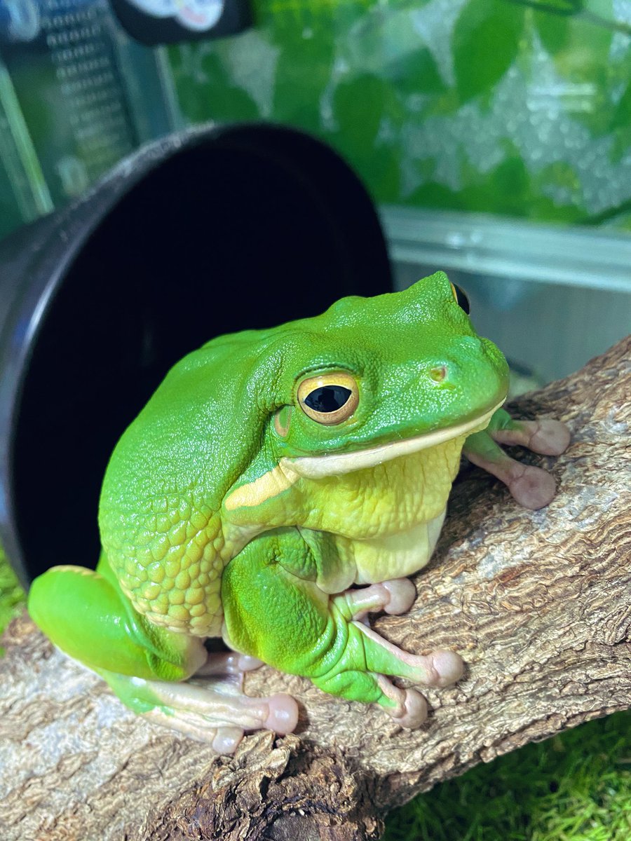 リトリア カエルな日々 休止中 あまり色が変わりにくい種類なので いつでも鮮やかですねー リトリア カエルな日々 休止中 あまり色が変わりにくい種類なので いつでも鮮やかですねー