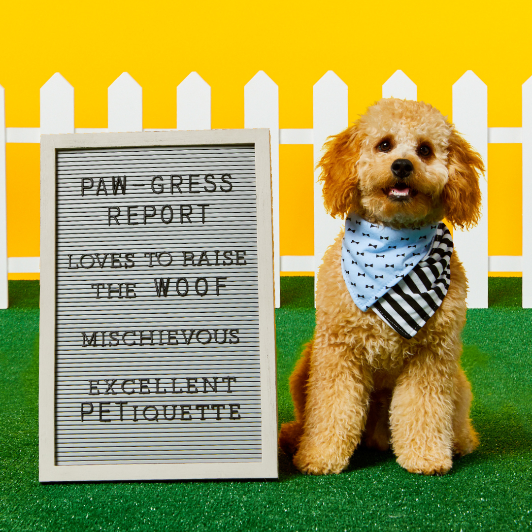 Working from home means your Employee of the Month now has four legs.  Dogs give the best 24/7 support, until the mailman comes during your conference call.  #stopbarking #staysafe #gotitatgordmans