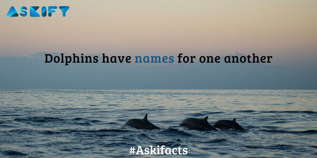 Askifyqna's tweet photo. Dolphins!
#askifacts #askify #facts #factsdaily #animalfacts #dolphins #dolphinfacts #names #name #dolphinname #dolphinnames #namesforeachother #seacreatures #sea #water #creatures #discovery #waterworld #tuesdayfacts https://t.co/Uu4E3RGIqQ