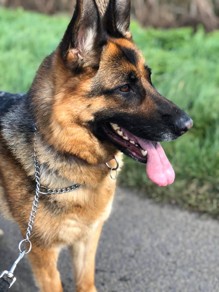 gsrescueelite's tweet photo. Luna is 3yrs old and this lovely girl can live with older kids and absolutely loves humans, sadly due to her past she doesn't get on with other #dogs at all 
#GermanShepherd #Essex
https://t.co/JlObAVP3qx https://t.co/KOJmHoa3nQ