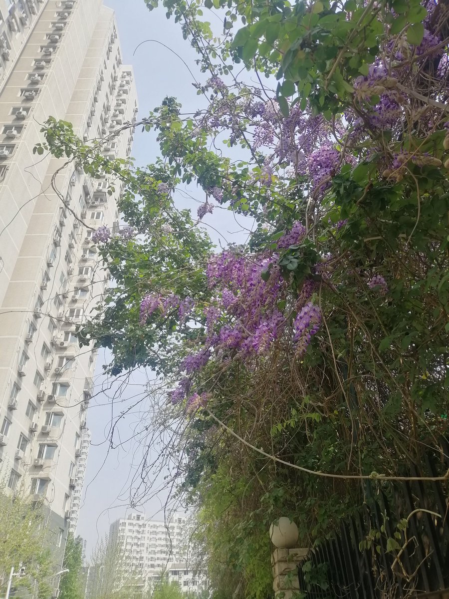 且自簪花 tweet media