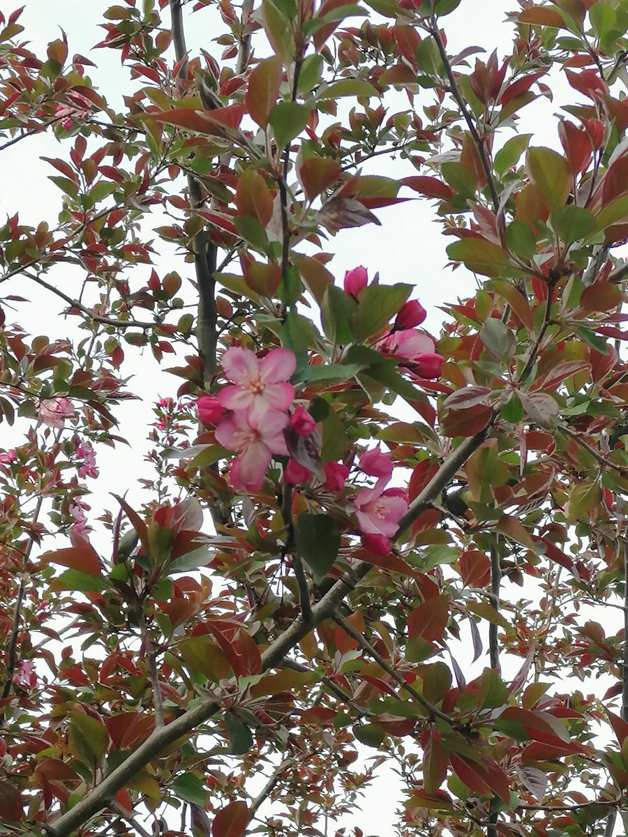 且自簪花 tweet media