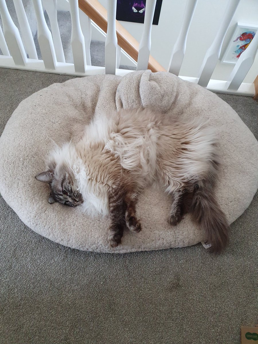 SmoggyScholars's tweet image. This lockdown is finally taking its toll on the pets.

Dog thinking hes a cat and sitting on the windowsill. Cat sleeping on the dog bed.