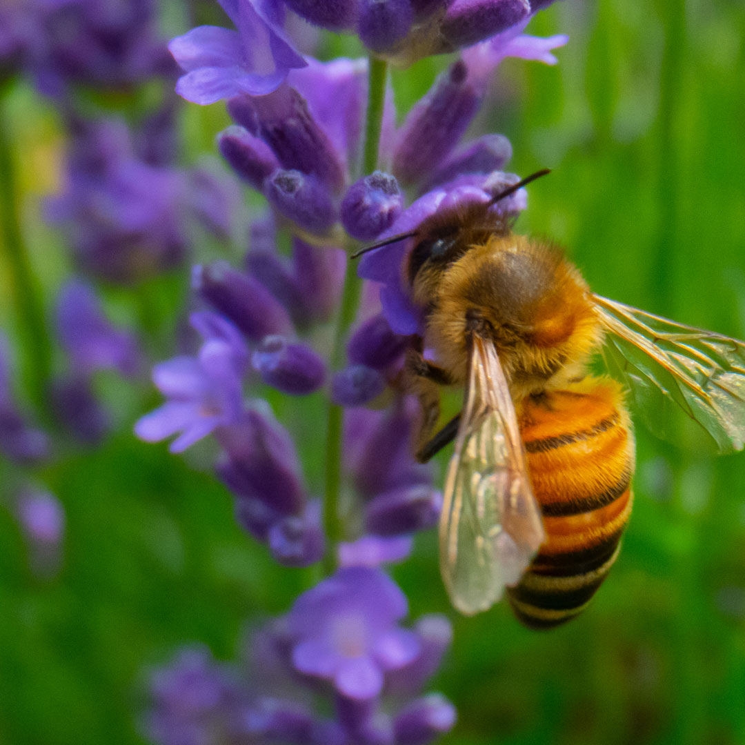 On National Gardening Day, Garden with a Purpose! 
Creating a beautiful garden is one thing, but creating a beautiful garden that also serves an important purpose?  
At Wayside Gardens, we have everything you need to create and maintain the garden of your dreams.