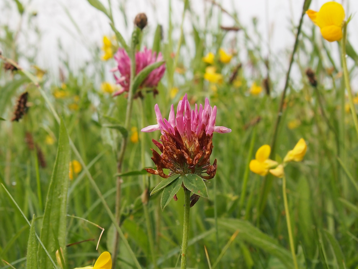 Lower Mill Estate tweet media