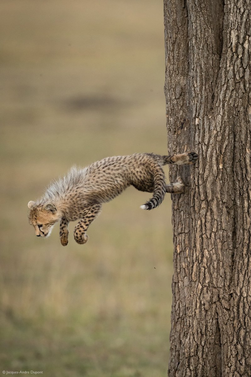ThePlacesAfrica's tweet photo. A cheetah cub launches itself from the trunk of a tree. Mara North Conservancy, Kenya

© Jacques-Andre Dupont. #MagicOfKenya 
https://t.co/28ggP3p0Y5