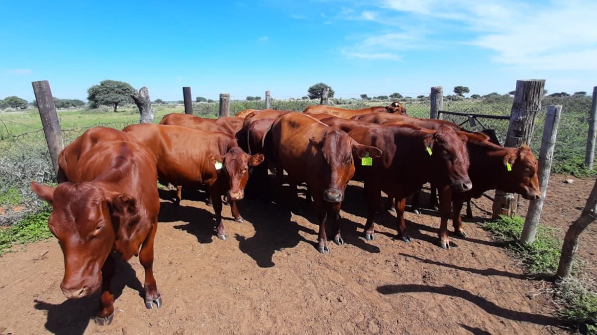 GaozaPh's tweet image. Lesaka le a tlhabologa...mebala e e tlhakatlhakaneng le mantariana e a hokotsega mo lesakeng thanks to a Bonsmara bull we bought back in 2016 from BT Mahura of Mahura Bonsmara. @nwpg_dard @DRDLR_online @DesboMohono
#fortheloveoffarming
#AllINeedIsAFarm
#communalfarming