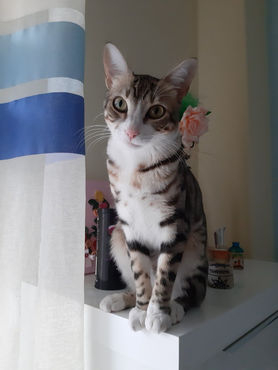joanabogarim's tweet photo. PFF PARTILHEM! 
O meu gato saltou da varanda hoje na quinta da formigueira, em Alverca! Ele é muito medricas com quem nao conhece deve estar super assustado na rua! Pff se o virem digam-me alguma coisa https://t.co/VNgQb9R081