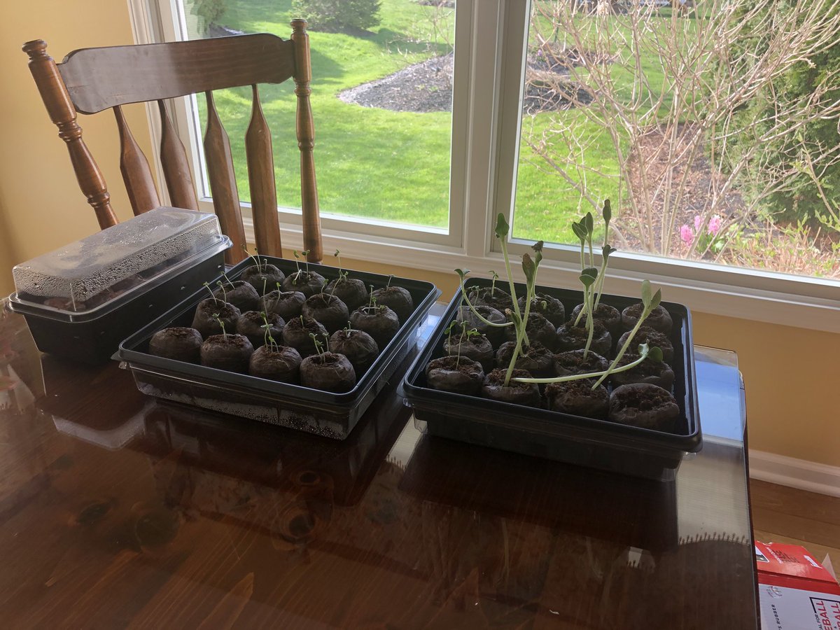 hhs_sampson's tweet photo. Progress, planted these seeds last week.  April showers bring May flowers. #HCSDConnects https://t.co/T8BI0hXWMq