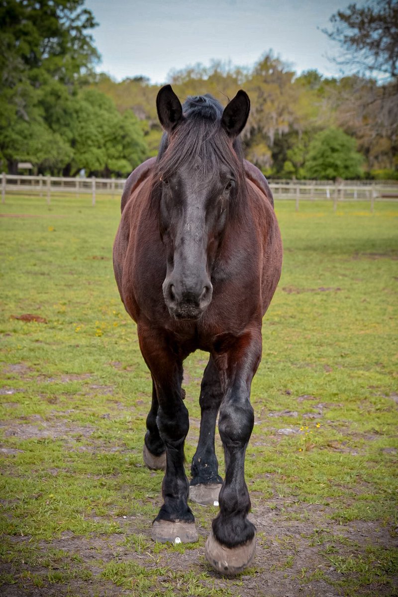 Happy Tuesday Y’all! #oldsouthcarriagecompany #TuesdayMotivation #SpreadLove