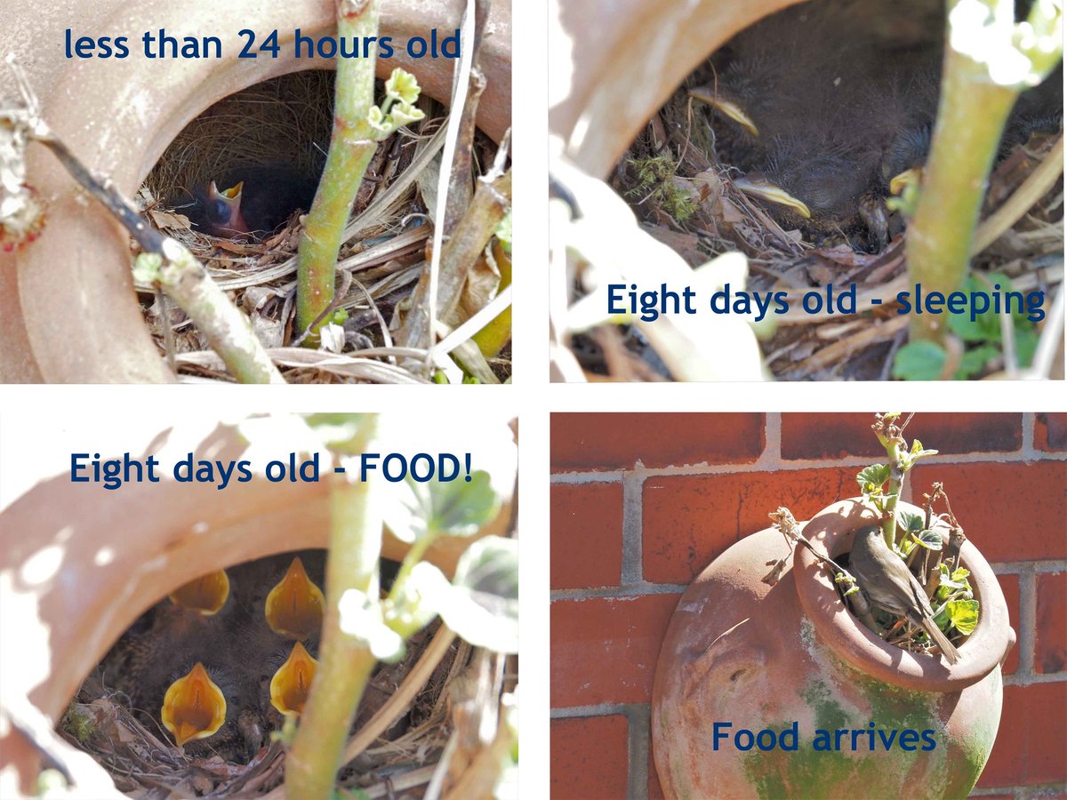 NJSgeex's tweet photo. Robin montage. Getting bigger by the day. https://t.co/52dqBHOUvN