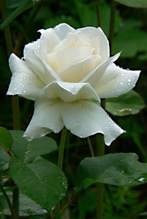 ....
Uçmayı 
öğrenmeden göçmeye 
mecbur 
kalmış bir kuş gibi kalbimiz.💕🌹

Farid Farjad