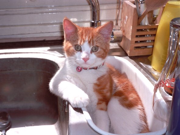 printpunkstudio's tweet photo. @RealBobMortimer Olly chilling in a sink https://t.co/8GLLIaZvit