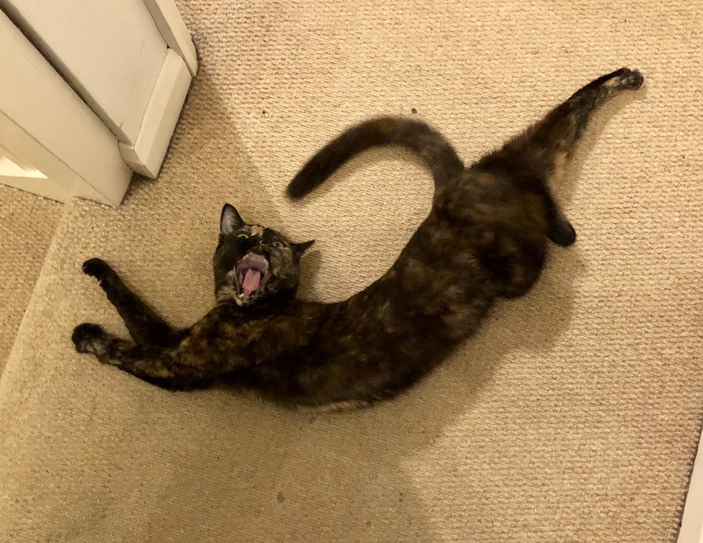 printpunkstudio's tweet photo. @RealBobMortimer Florence’s killer cat yoga https://t.co/vxidJM0KNw