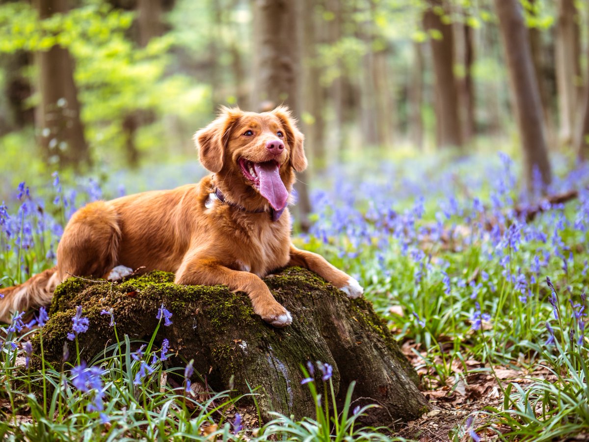 Thursday 16th April, 8pm. Spring Watch - how to prevent unwanted visitors. Join <a href="/holisticvetUK/">Dr. Nick Thompson</a>  Nick Thompson for a Live Facebook Q&amp;A looking at natural ways to keep your pets parasite free. facebook.com/VermXUK/