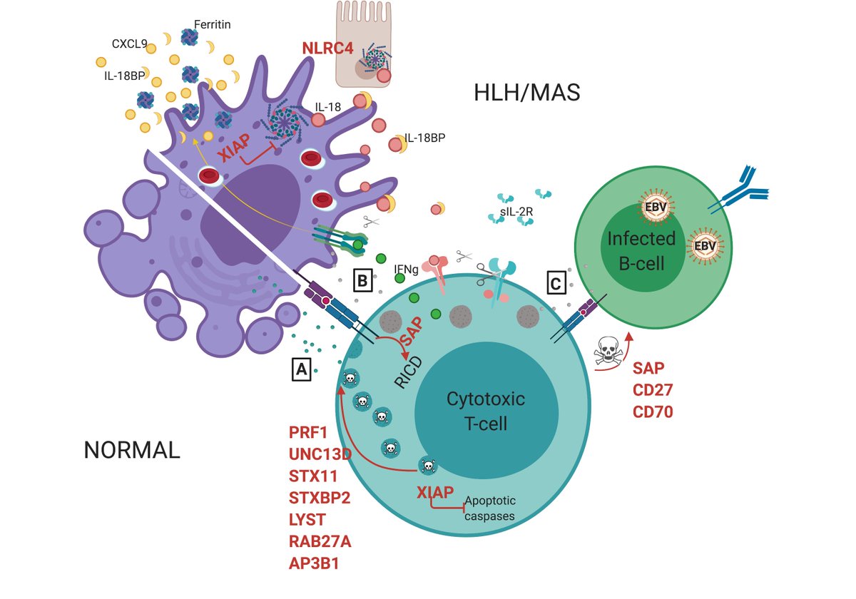 CannaLab (@canna_lab) on Twitter photo Always a privilege to work with <a href="/CincyChildrens/">Cincinnati Children's</a>' Rebecca Marsh, this time on a recent (but still pre-COVID) review for @BloodJournal on Pediatric #HLH. doi.org/10.1182/blood.…
<a href="/HistiocyteSoc/">Histiocyte Society</a>, <a href="/Histiocytosis/">Histiocytosis Assoc</a>, <a href="/sjiafoundation/">SJIA Foundation</a>, <a href="/AAlliance_SAID/">Autoinflammatory All</a> Always a privilege to work with <a href="/CincyChildrens/">Cincinnati Children's</a>' Rebecca Marsh, this time on a recent (but still pre-COVID) review for @BloodJournal on Pediatric #HLH. doi.org/10.1182/blood.…
<a href="/HistiocyteSoc/">Histiocyte Society</a>, <a href="/Histiocytosis/">Histiocytosis Assoc</a>, <a href="/sjiafoundation/">SJIA Foundation</a>, <a href="/AAlliance_SAID/">Autoinflammatory All</a>