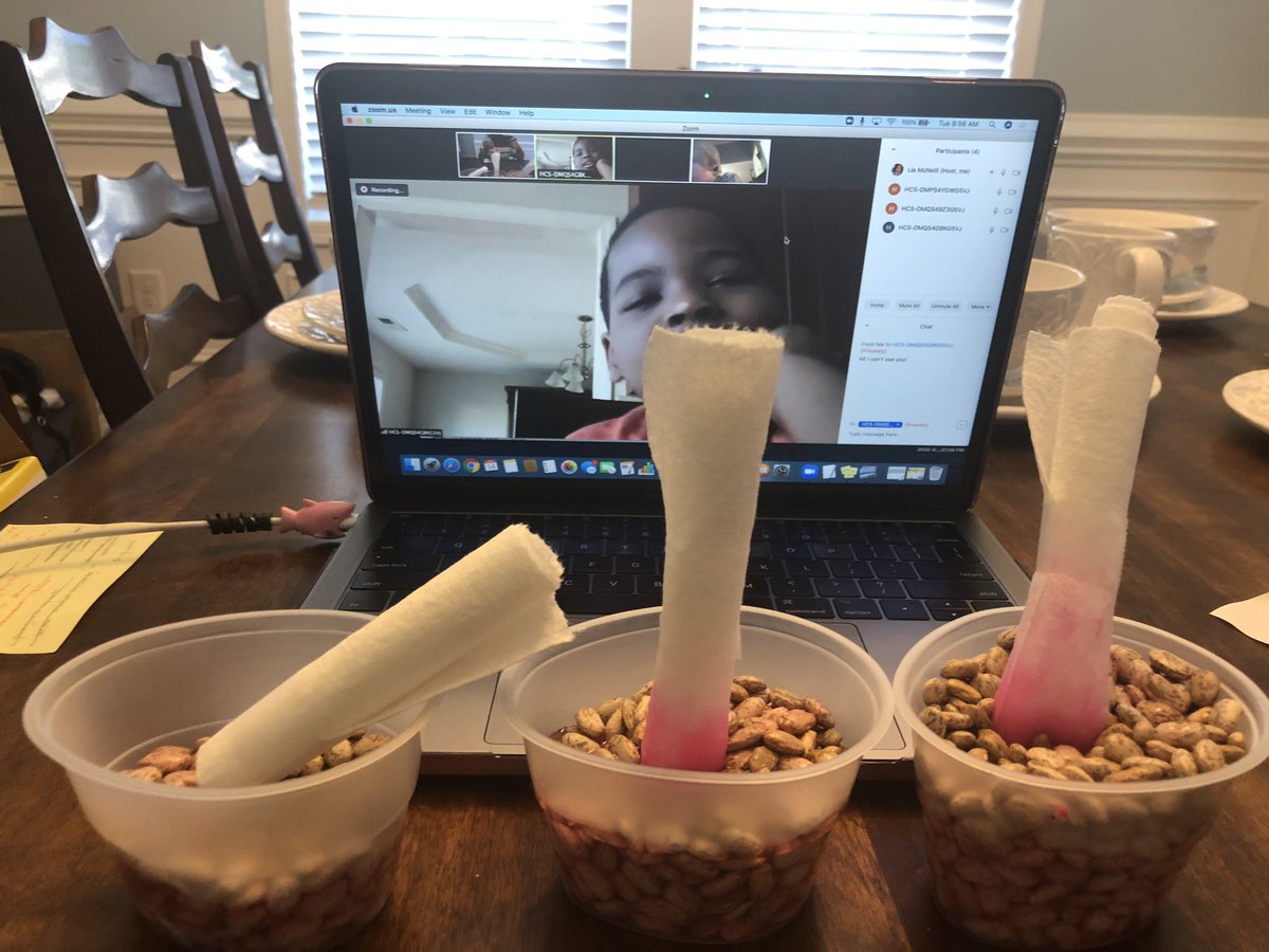 AcceptionalMe11's tweet photo. Zoom + Science Experiment = Zience Experience! Plants need roots! M#ClassIsInSession #Plants @sandy_grove https://t.co/bzr1CfFATM