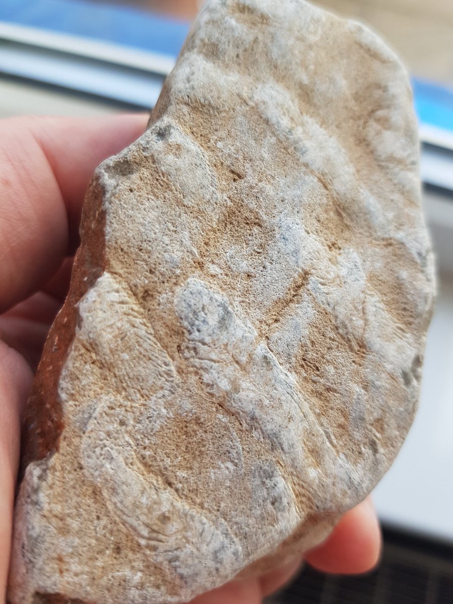 mlcr0d0t's tweet photo. A lump of Carboniferous limestone from Arnside with some fairly chunky fossilised coral #RocksAtHome https://t.co/yJBpnPbSww