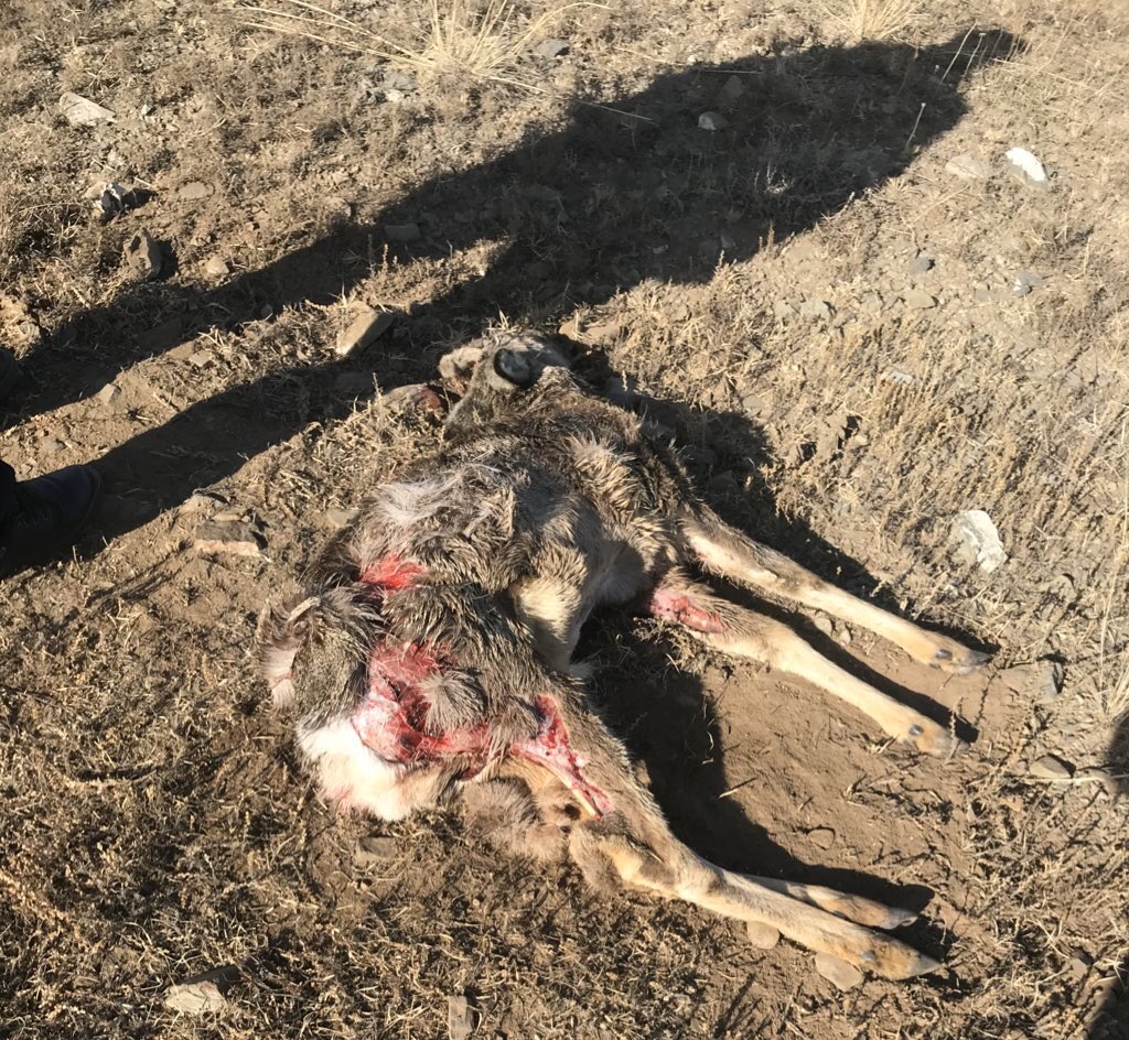 Богд уулын амьтдыг золбин ноход барьж иддэг боллоо. Бор гөрөөс зэрлэг нохдод бариулж, шархны халуунтай хэвтэж байсантай иргэд таарсан байна. УБ-ын эзэнгүй ноход Богд уул руу дайжиж, бор гөрөөс,хэрэм,тарвага барьж идэж эхлээд байна. Эвий дээ хурдан зэрлэг нохдыг устгахгүй бол 😱