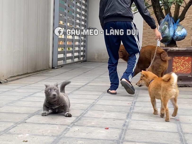 Nguyễn Văn Dúi tweet media