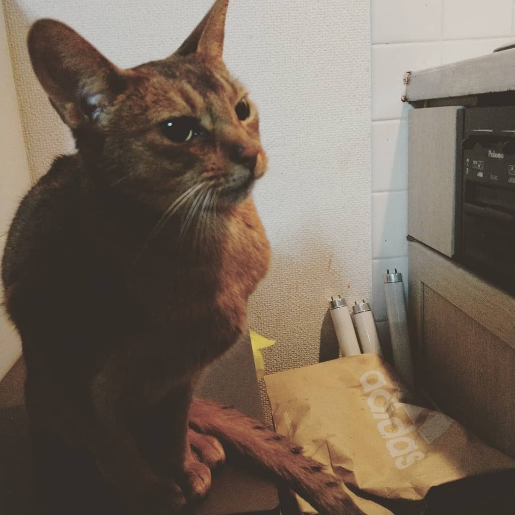 どらねこ どらねこ