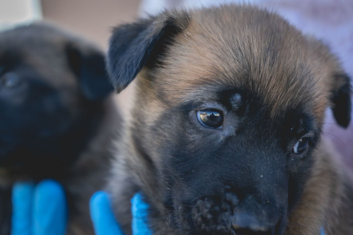 FPAcba's tweet photo. A un mes del nacimiento de la séptima camada de cachorros de la #FPA, la División K-9 invita a todos los seguidores a elegir sus nombres. 
Única condición, que empiecen con la letra "D" para diferenciarse de las otras camadas. 🐶🐶🐶 https://t.co/f5WbXLfFsY