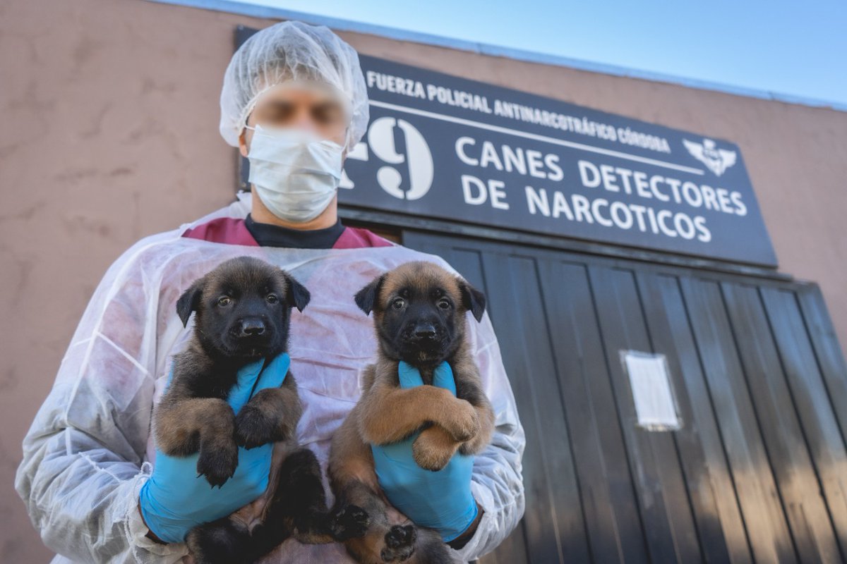 FPAcba's tweet photo. A un mes del nacimiento de la séptima camada de cachorros de la #FPA, la División K-9 invita a todos los seguidores a elegir sus nombres. 
Única condición, que empiecen con la letra "D" para diferenciarse de las otras camadas. 🐶🐶🐶 https://t.co/f5WbXLfFsY