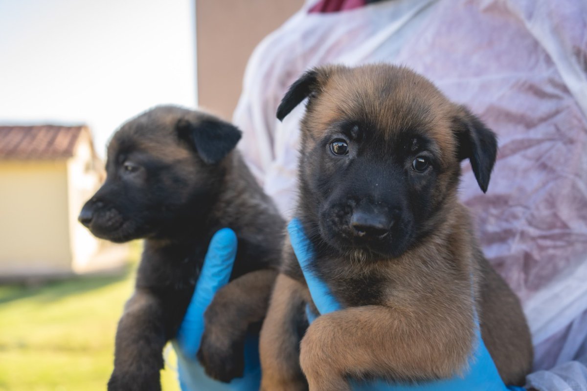 FPAcba's tweet photo. A un mes del nacimiento de la séptima camada de cachorros de la #FPA, la División K-9 invita a todos los seguidores a elegir sus nombres. 
Única condición, que empiecen con la letra "D" para diferenciarse de las otras camadas. 🐶🐶🐶 https://t.co/f5WbXLfFsY