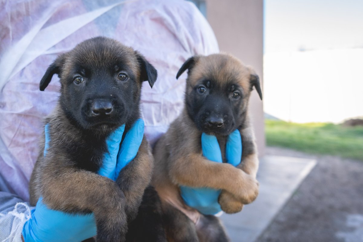 FPAcba's tweet photo. A un mes del nacimiento de la séptima camada de cachorros de la #FPA, la División K-9 invita a todos los seguidores a elegir sus nombres. 
Única condición, que empiecen con la letra "D" para diferenciarse de las otras camadas. 🐶🐶🐶 https://t.co/f5WbXLfFsY