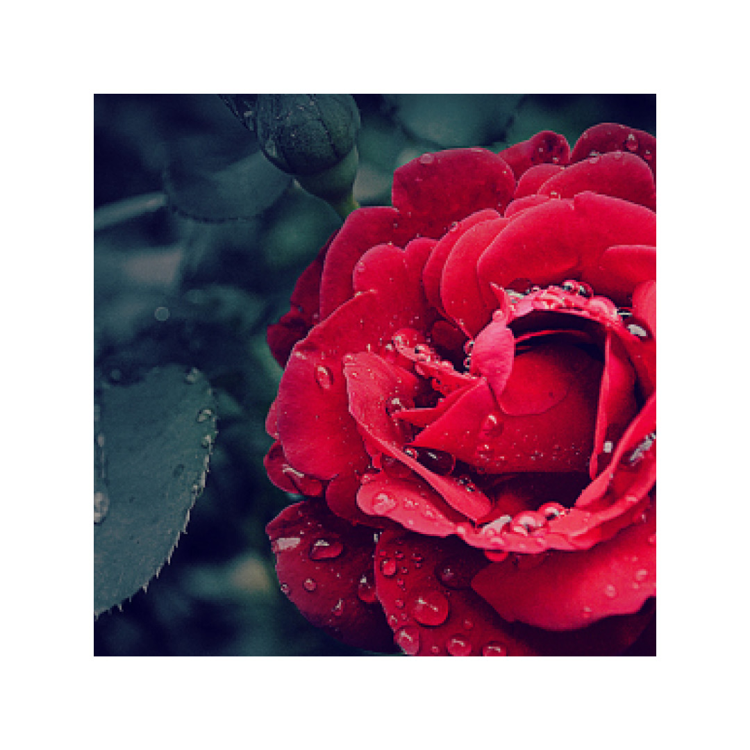 MetroviewD's tweet photo. En la rose, je fleuis (French for "like the rose, I flourish"). Did you know in the early twentieth century, several large greenhouses were built in Richmond Hill, with rose-growing turning the city into the “rose capital” of Canada? https://t.co/ykQ7kI5vMk