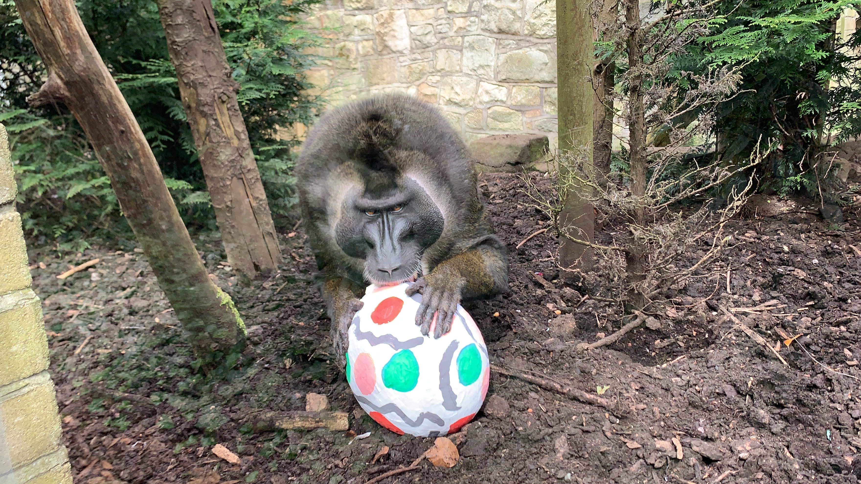 Edinburgh Zoo A Monkey With An Easter Egg You Know The Drill Thanks To Keeper Penny Jack For This Lovely Photo T Co Qahwwy7dkf Twitter