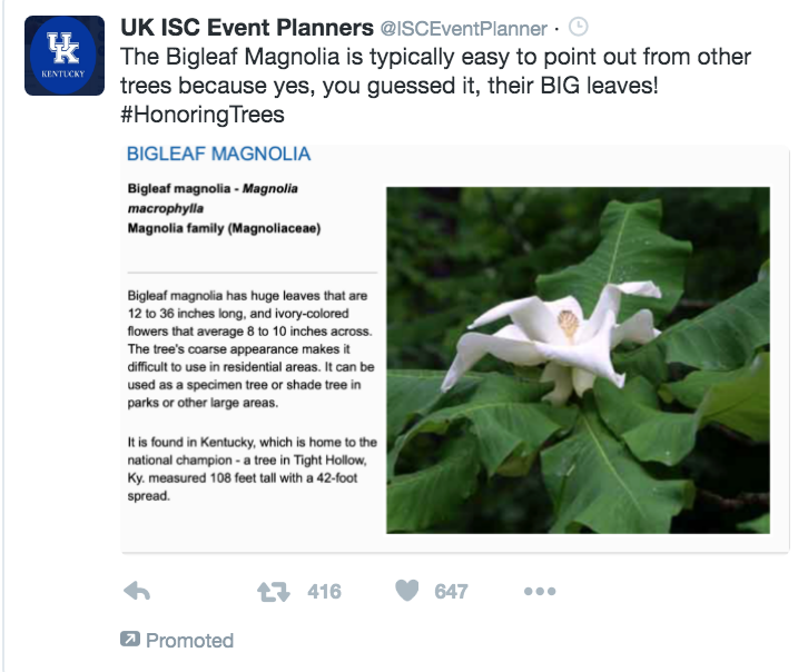 The Bigleaf Magnolia is typically easy to point out from other trees surrounding it because yes, you guessed it, their BIG leaves! 
#HonoringTrees

uky.edu/hort/Bigleaf-M…