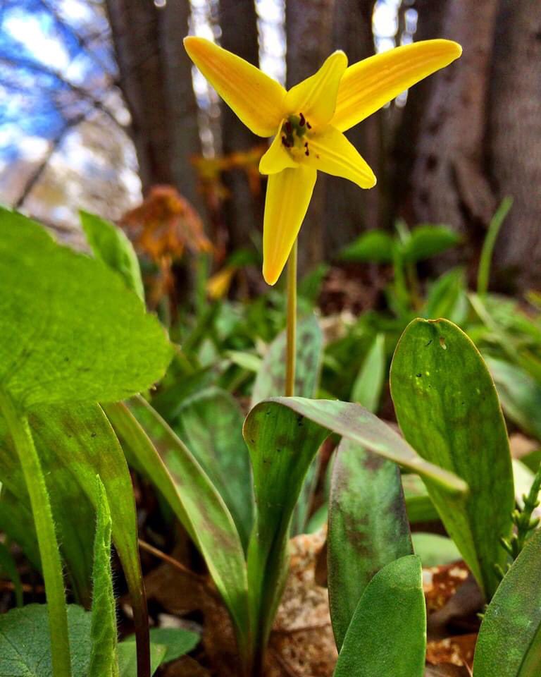 With forest floors beginning to show, our spring ephemeral will begin to show themselves.  One of our most well known spring ephemeral is the trout lily, which can form large colonies!