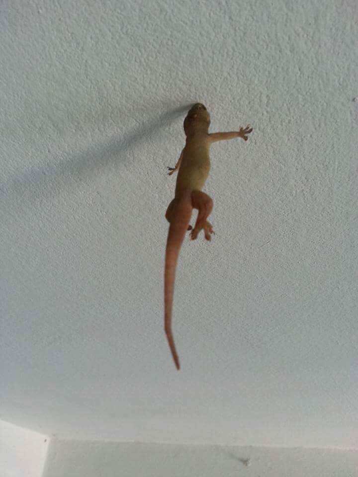 idk what it is about geckos but they are extremely fucking sick.