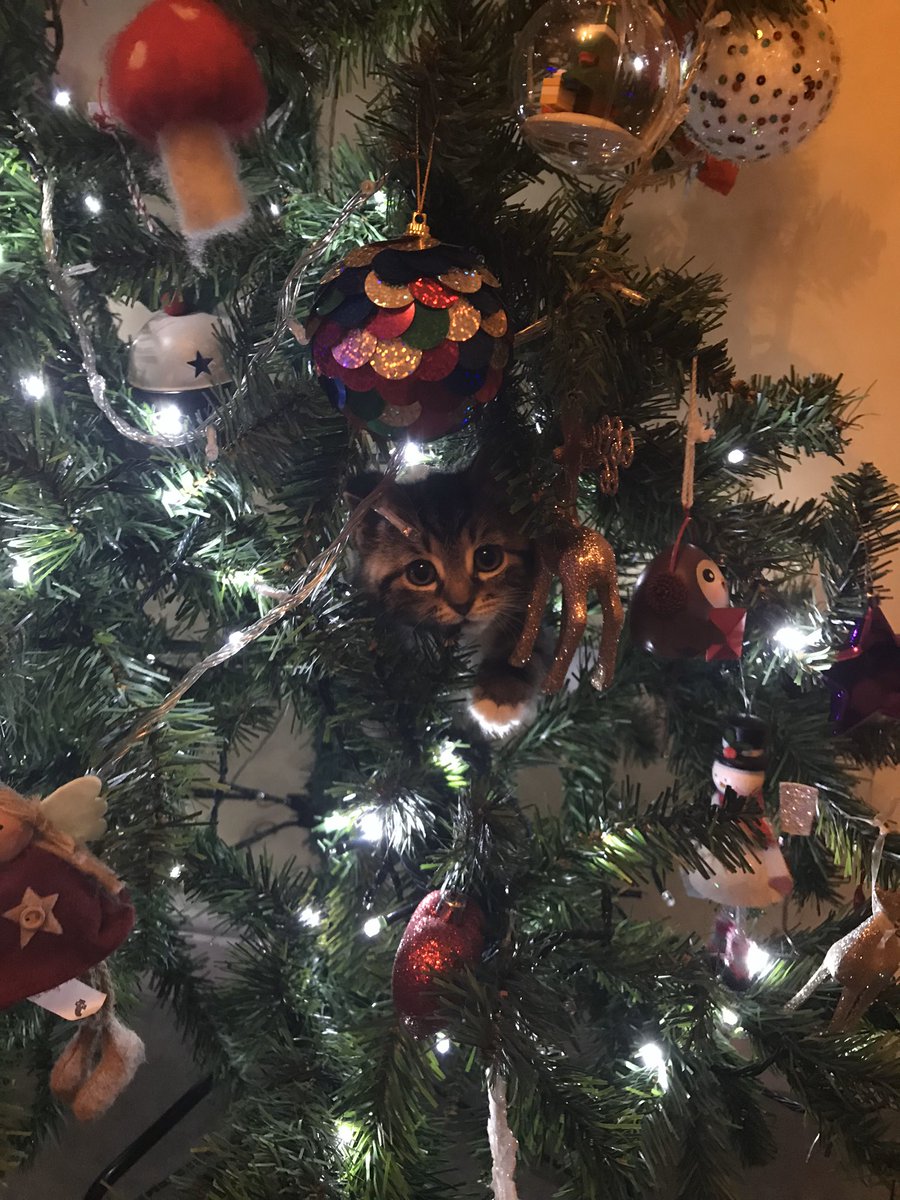Gemzee's tweet photo. @RealBobMortimer Poppy the cat https://t.co/ilQ6v57sFw