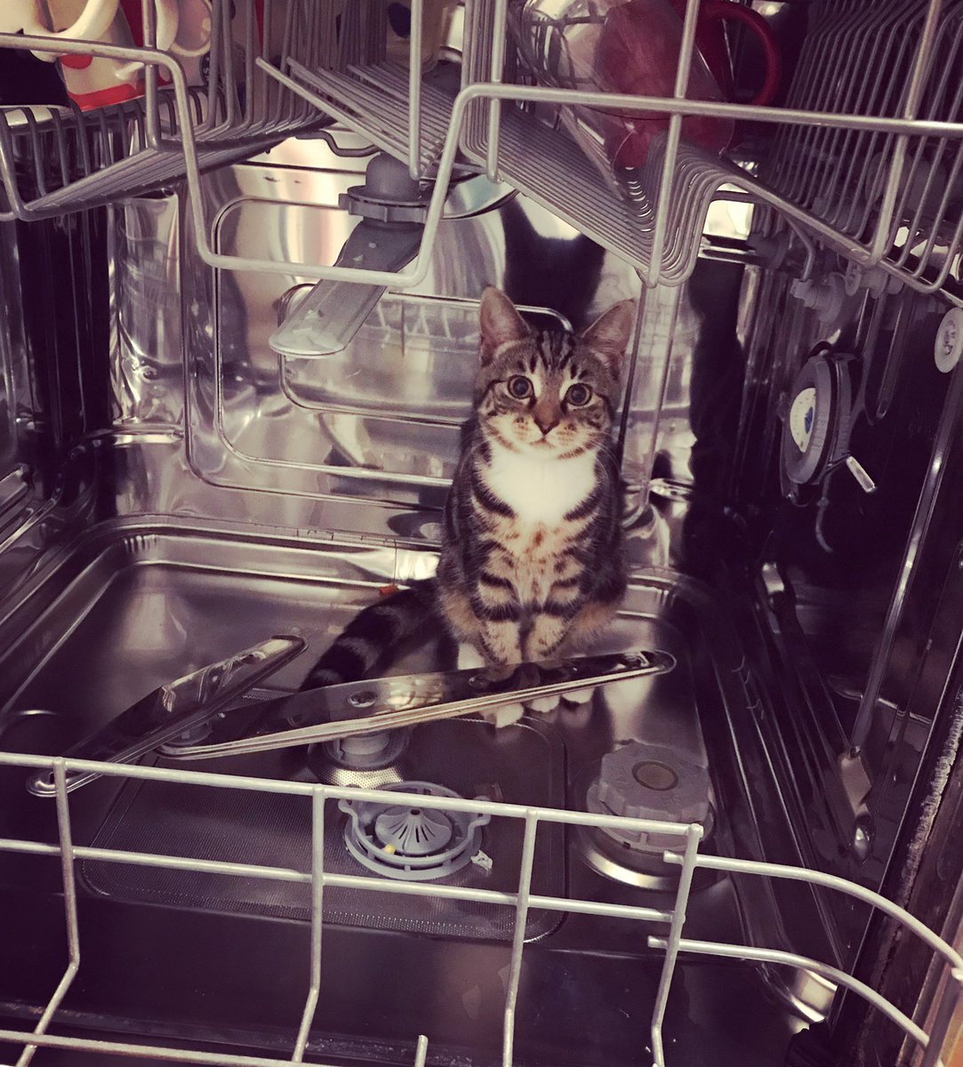 Gemzee's tweet photo. @RealBobMortimer Poppy the cat https://t.co/ilQ6v57sFw