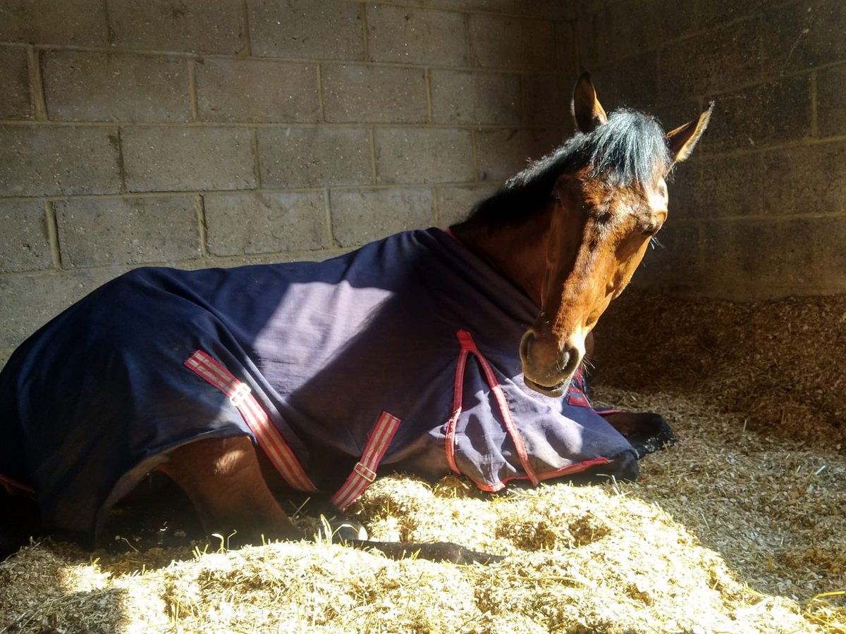 RacingHOTSR's tweet photo. QULOOB continuing to take advantage of this glorious weather & enjoying a sunbathing session! We hope you’re all well & had a lovely Easter weekend 🐣☀️ #quloob #happyhorse #glmooreracing #wemissthem https://t.co/oO344VHwx2