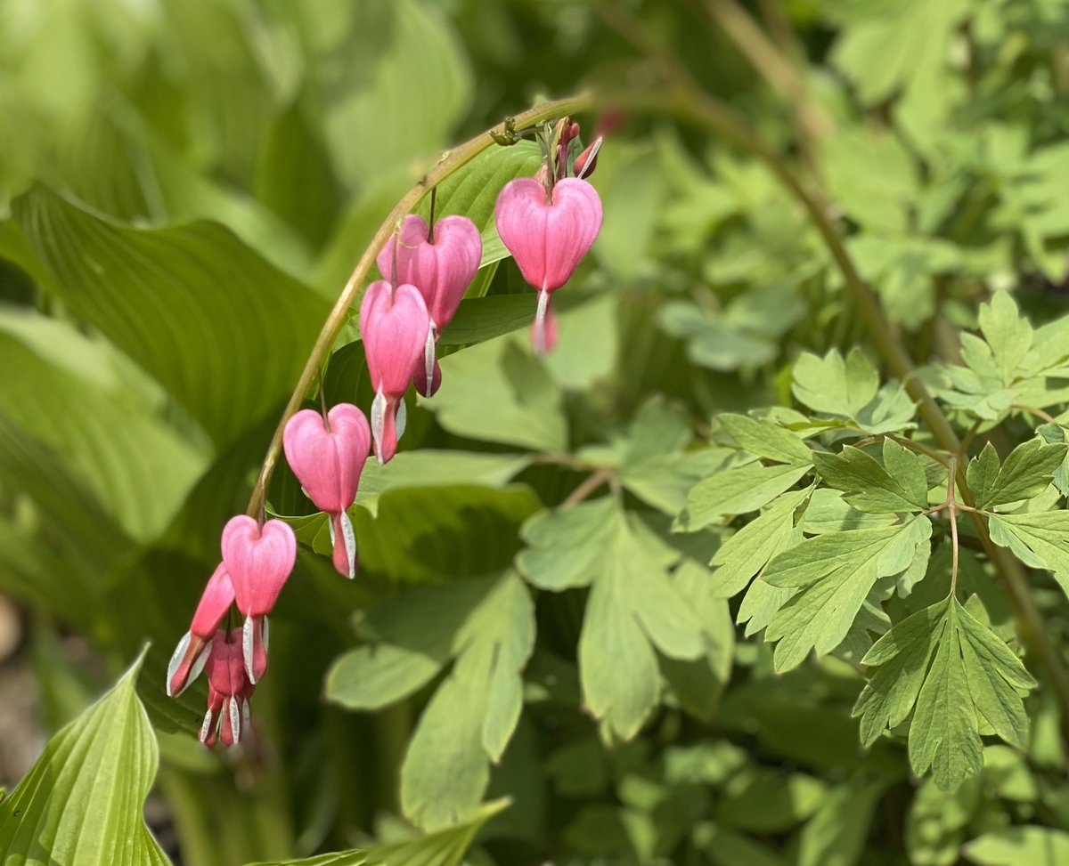 Not in a container, but who doesn’t love some dicentra?