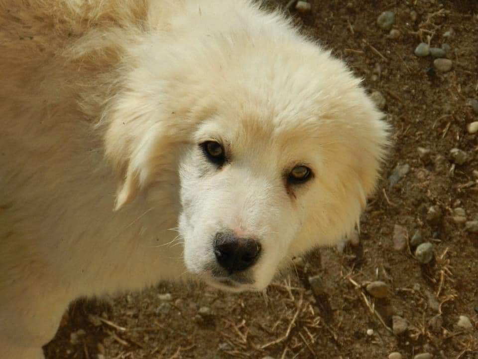 LOCO
AVAILABLE TO ADOPT 

This boy is adorable, rescued along with Dad , brother and sister.
Good with other dogs , super cuddly 
You can call him Loco , he is 6 months old and ready to be adopted .