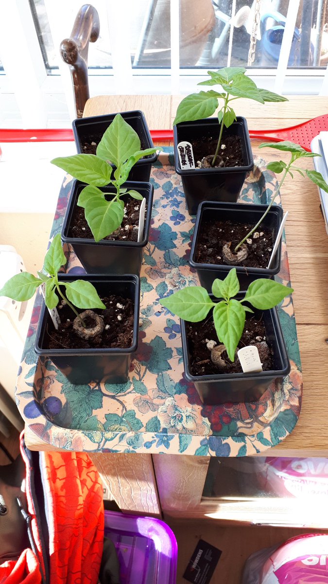 Nicholas Causer tweet media