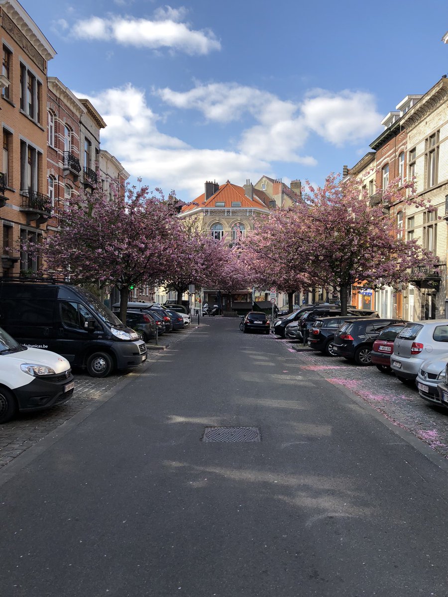 Some cherry blossoms 🌸 for you! Avenue Jules Malou leading to Église Saint-Antoine in La Chasse, Etterbeek. #cherryblossoms #pinksnow #quietstreets #belgiumlockdown #seemybrussels #lachasse #etterbeek #sunshine #bluesky