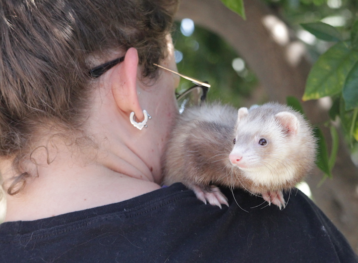 CalFerrets's tweet photo. Some special ferrets think they're parrots. 

—— ⁠
#CaliforniaFerrets  #ferrets 
⁠ https://t.co/C4e0qfyVAG