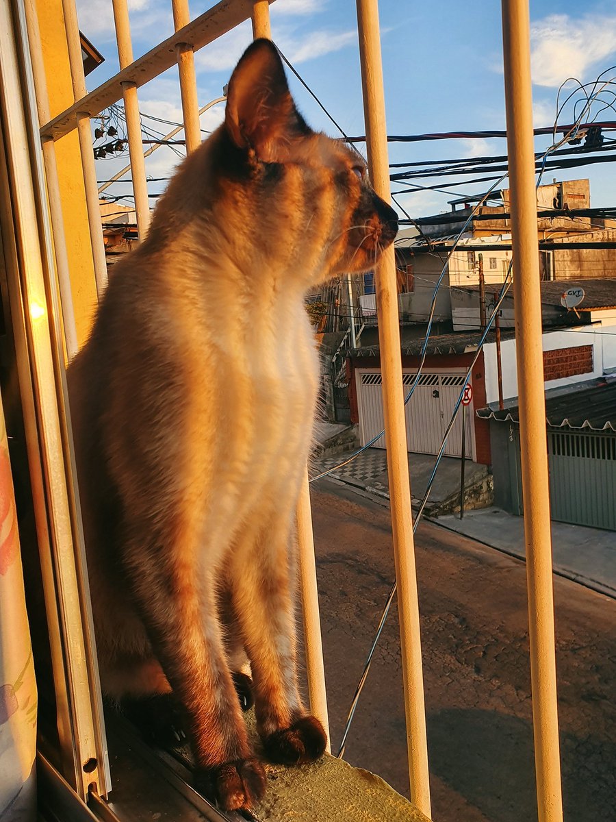 eulesants's tweet photo. Nina respeitando a quarentena  tomando solzinho da tarde na janela... 🐱💕#expedicaoglobodajanela https://t.co/6uSOLa2H3r https://t.co/BzyWyHRrUk