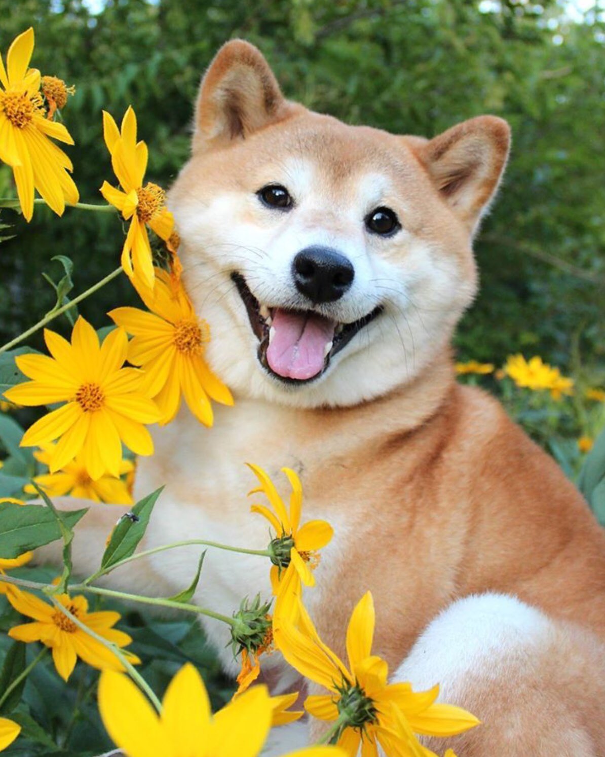 ニャンコ大先生 犬にも笑い顔に個性が出るね 自分がツボったのは最後の 鶴瓶さんみたいな愛想笑いの なんか 美味しそうなクリームやん 少し舐めさせてくれへんか と 言ってそうで笑えるのだが 可愛い動物達 笑う犬 おもしろワンコ画像