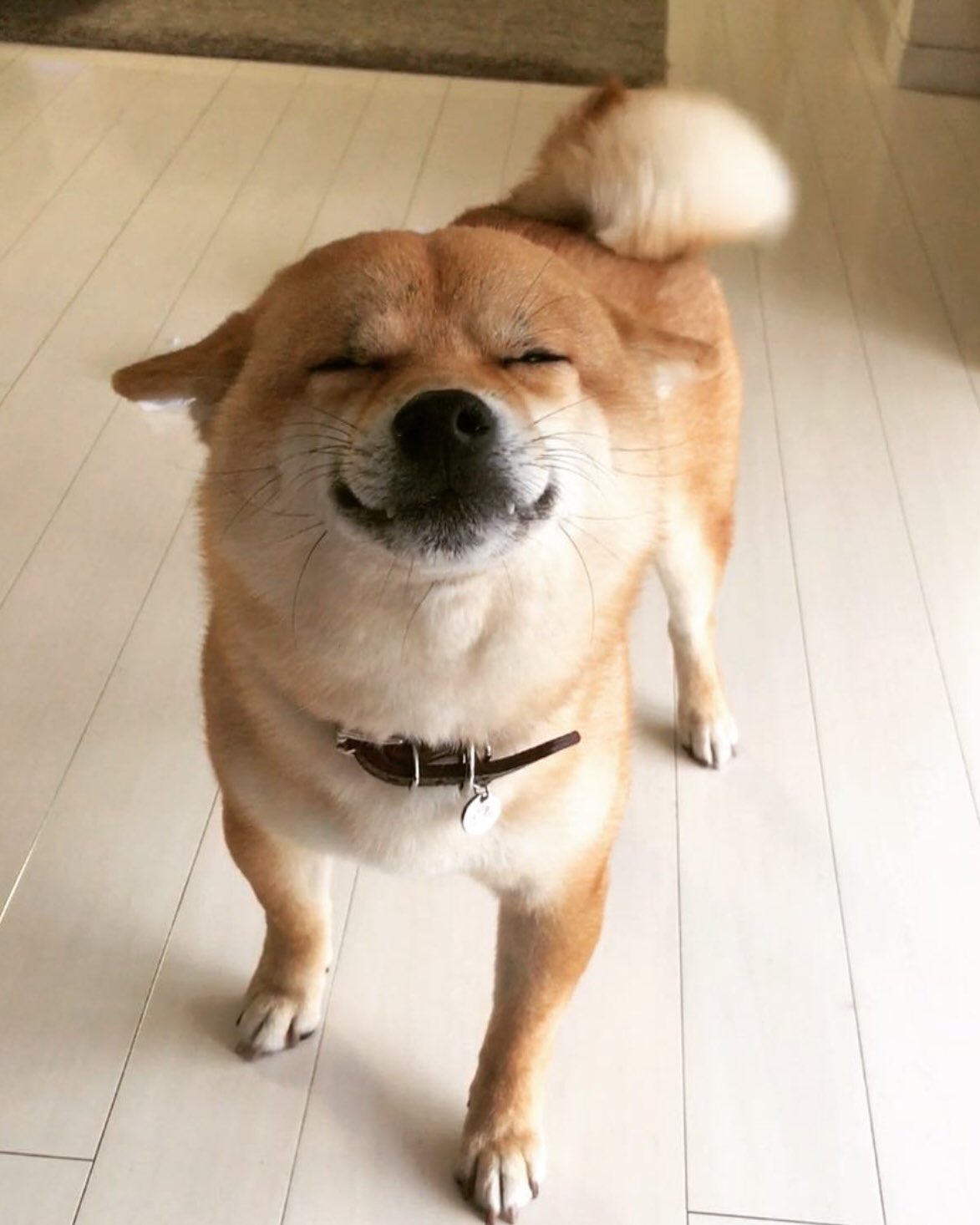 تويتر ニャンコ大先生 على تويتر 犬にも笑い顔に個性が出るね 自分がツボったのは最後の 鶴瓶さんみたいな愛想笑いの なんか 美味しそうなクリームやん 少し舐めさせてくれへんか と 言ってそうで笑えるのだが 可愛い動物達 笑う犬 おもしろワンコ画像
