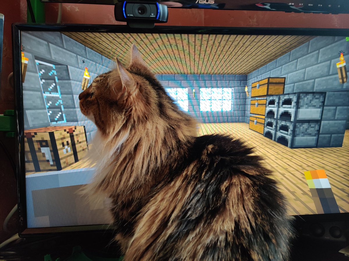 thetravdude's tweet photo. Pucca wants to play Minecraft.
#minecraft #cats https://t.co/b3orUsyXGH