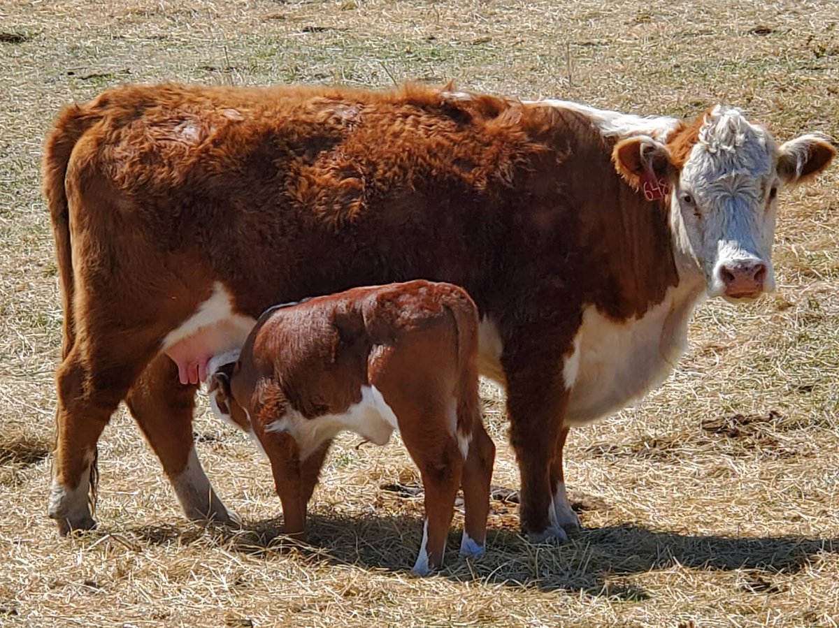 KuhlmannRanch's tweet photo. Good Old Fashioned Kuhlmann Genetics
Since 1928
#GeneticsThatRunDeep #herefordcattle #hereford #herefordbull #polledhereford https://t.co/GOaIZSAumy
